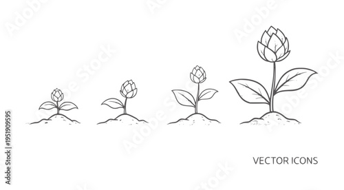 Four stages of plant growth from seedling to bud in style sprout