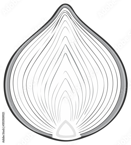 Halved onion illustration showing internal structure. Cut white onion.