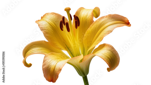 Cuadro en lienzo Yellow lily flower with orange-tipped petals and dark red stamens, isolated on a