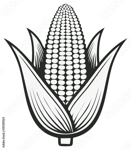 Black and white illustration of ripe corn on the cob