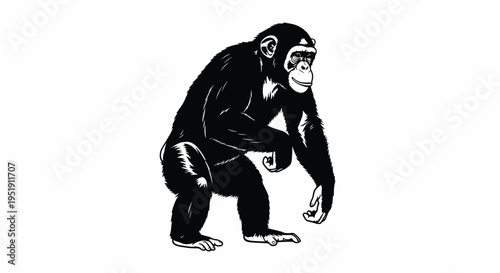 Depicting a Standing Chimpanzee A Commercial Animal Sketch in Black Showing Mammal s Posture and Form Making it Highly Searchable Suitable for Educational Material or Natural Presentations