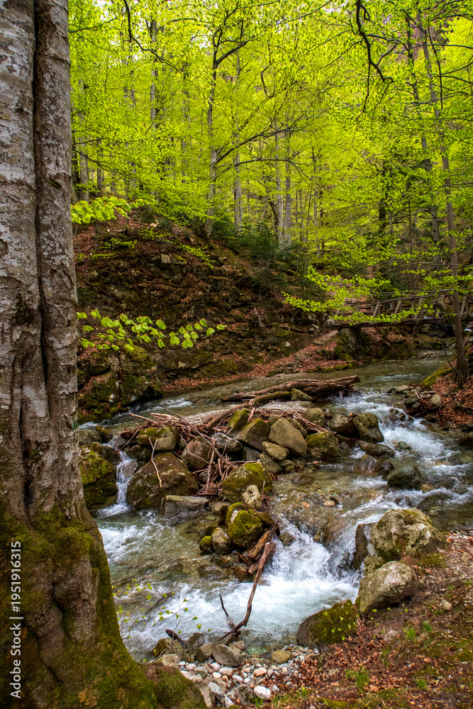 Obraz premium Fresh green forest with a mountain stream flowing over mossy rocks in spring
