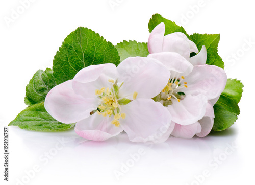 Spring flowers of fruit tree isolated on white background