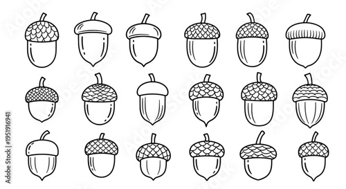 Acorn Assortment Displayed in a Variety of Shapes and Sizes Perfect for Incorporating Autumnal or Nut Related Themes and Great for Use in Design Projects or Nature Study Materials