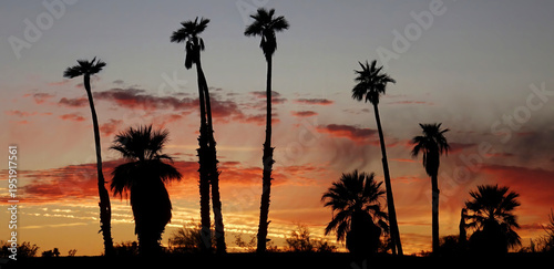 Lake Havasu City, Arizona - Panorama of sunset silhouetting the palm trees in foreground