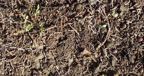 Closeup Texture of dirt, leaves and sticks