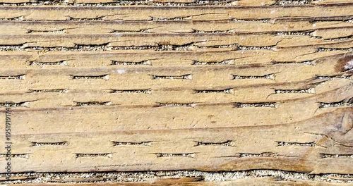Closeup texture of wood grain 