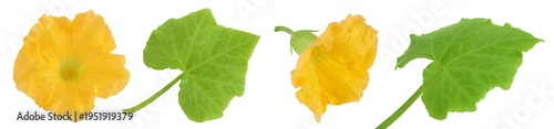 Yellow pumpkin or zucchini flower and leaf isolated on a white background. Top view. Flat lay