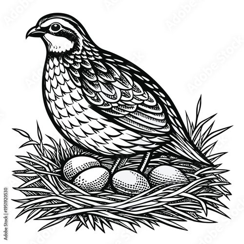 Hand drawn illustration of a quail sitting on a nest with eggs