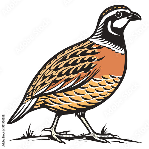 Northern bobwhite quail illustration