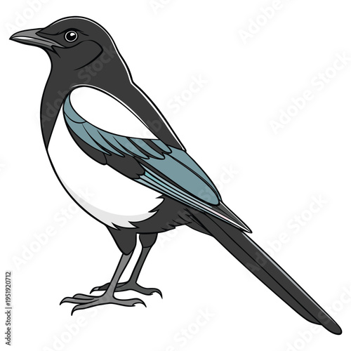 Illustration of a eurasian magpie bird