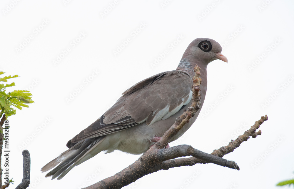 Fototapeta premium Bare Eyed Pigeon