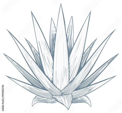Hand-drawn Sketch of a Succulent Agave Plant with Pointed Leaves