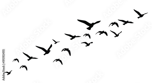 A flock of birds is silhouetted against a stark white background appearing to fly in formation high quality professional