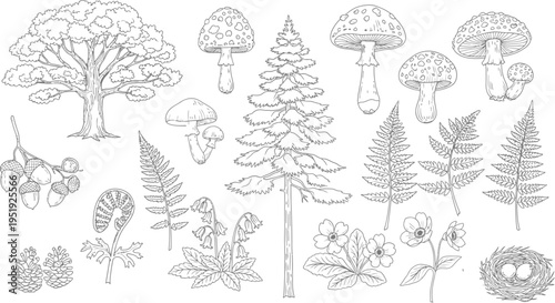 Forest Nature Hand Drawn Line Art Vector Set with Mushrooms, Pine Tree, Oak, Fern, Acorns, Wildflowers and Bird Nest