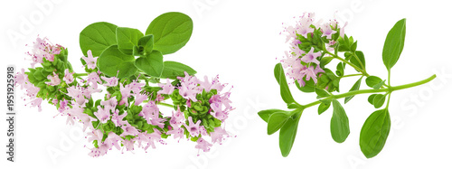 blooming oregano isolated on white background