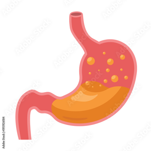 Digestive System Human Stomach