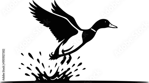 Black silhouette of a flying wild duck taking off with wings spread wide