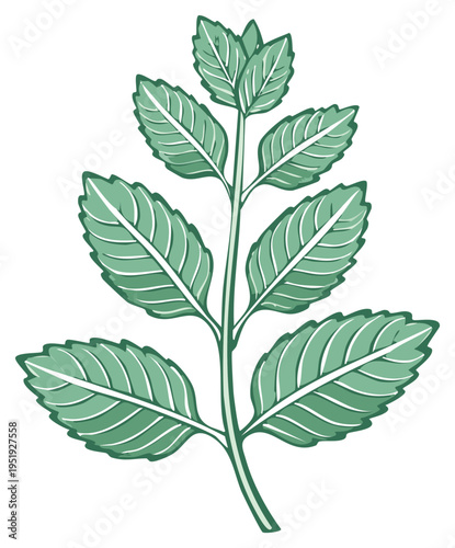 Illustration of a green mint plant with detailed leaves and stem on a white background
