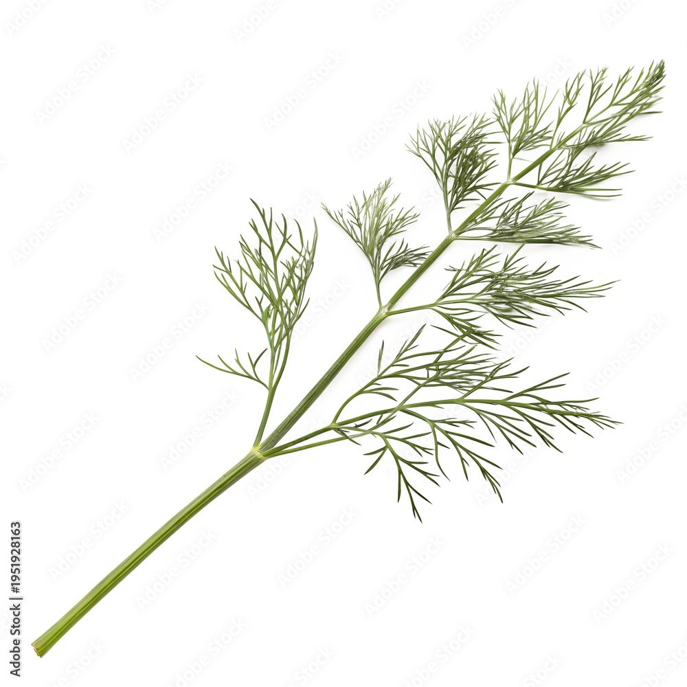 Fototapeta premium Fresh Dill Leaves Herb Isolated on White Background