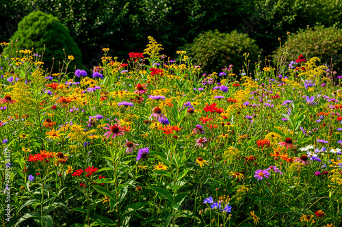 Colorful wildflowers