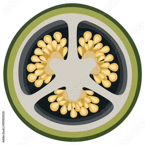 Cross-section of a green jalapeno pepper with seeds, isolated on white