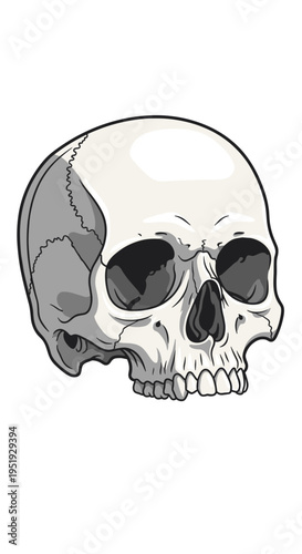 Human Skull Illustration Closeup View.