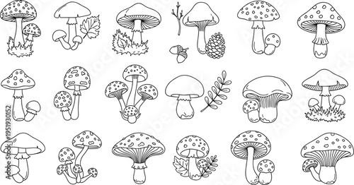 Collection of hand-drawn mushroom illustrations in a simple outline style