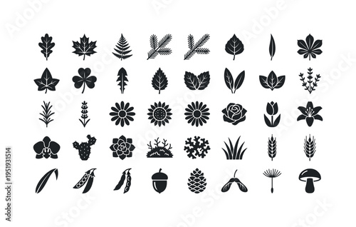 Plant specimen examples for herbarium collections showing oak leaf shape, maple leaf shape, fern frond leaf, pine branch needles,