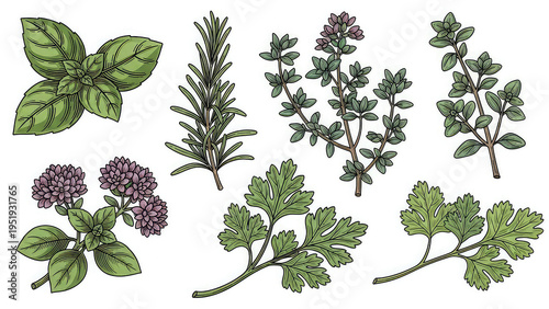An illustration of various herbs on a white background