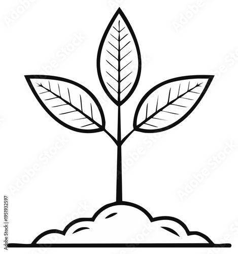 Young plant seedling with three leaves sprouting from fertile soil