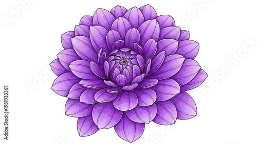A beautiful purple flower with many petals on a white background