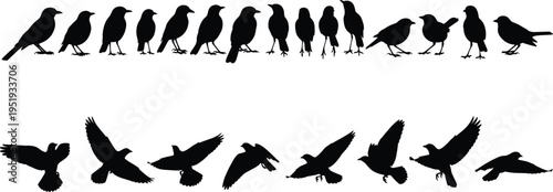 Bird silhouettes illustration, standing and flying vector design, avian posture icons, wing movement art, wildlife flight collection