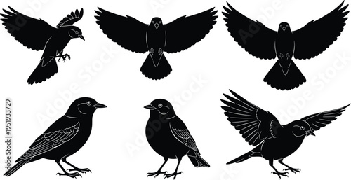 Bird silhouettes in flight and standing poses, diverse avian movements, creative vector artwork, modern design illustration, natural wildlife composition