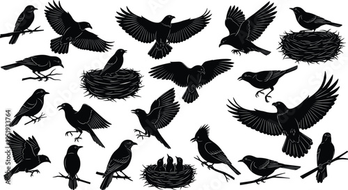 Bird silhouettes perched, flying, nesting with chicks, diverse avian postures, wildlife behavior, nature illustration, vector design collection