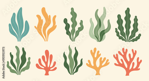 Different arrangements of marine flora create an interesting artistic botanical composition, featuring seaweeds and aquatic plants in a variety of colors, all arranged artfully on a smooth