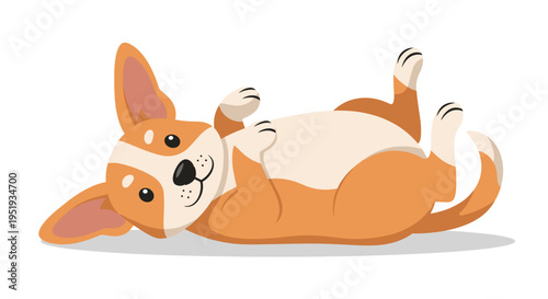 Corgi dog lying on back happy.