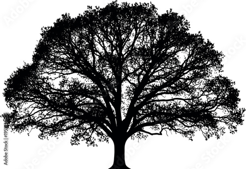  Black silhouette vector illustration of large deciduous tree with thick trunk, expansive canopy, detailed branches, leaves, and natural symmetry concept