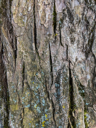 Tree bark covered with lichen