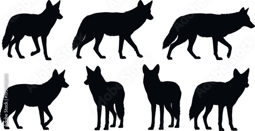  Black silhouette vector illustration of wolves or coyotes in diverse standing and walking poses, wild animals, nature design