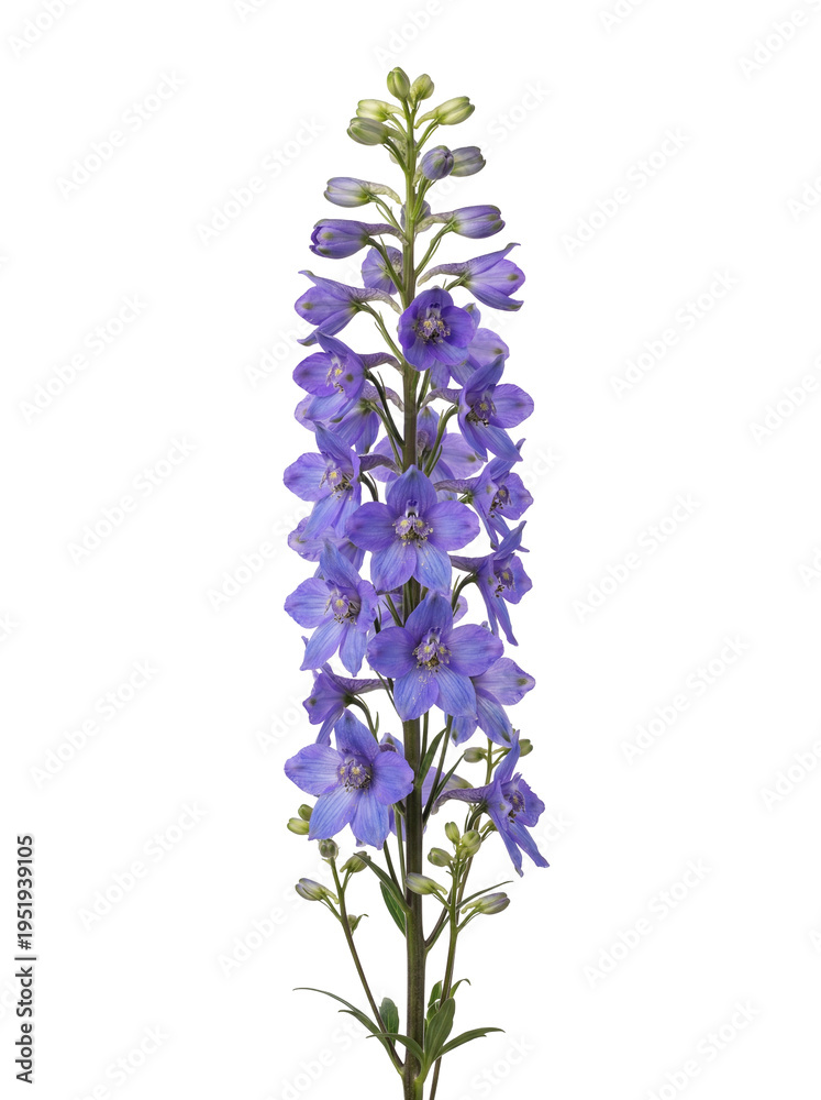 Obraz premium Vibrant Blue-Purple Spire of Delicate Blossoms, Capturing a Dreamlike Serene Beauty on a Pristine White Background, Evoking Natural Elegance
