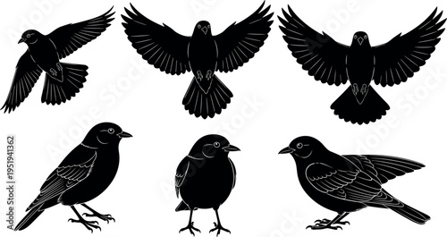 Silhouettes of birds flying and perched, detailed feathers, claws visible, diverse avian poses, ornithology study, wildlife vector illustration