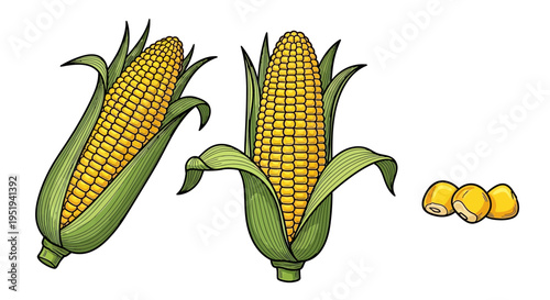 Detailed illustration of corn on the cob and kernels depicted with vibrant yellow hues silhouette high quality professional detailed modern elegant