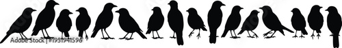 Silhouettes of birds perched in a row, diverse poses, unity, variation, social behavior, avian group vector illustration artwork