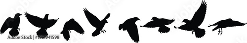 Silhouettes of birds in flight sequence, wing positions showing motion dynamics, avian locomotion study vector illustration artwork