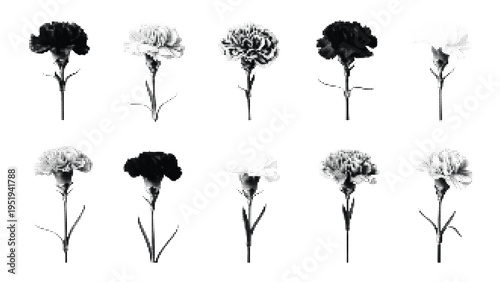 Collection of ten carnation flowers with stems and leaves, botanical illustrations with dotted texture