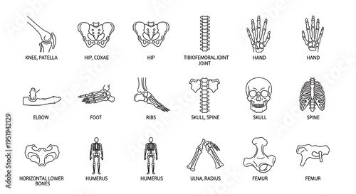 hand-drawn evolution of human skulls and posture timeline illustration set