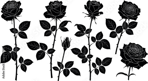 Rose plant silhouettes vector illustration, blooming flowers and buds artwork, botanical decorative design elements, creative floral patterns, nature inspired artwork collection