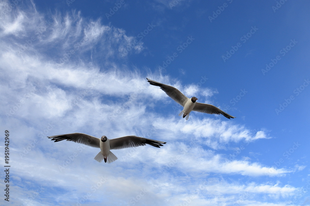 Obraz premium Two seagulls soaring in the sky against the background of blue sky and white clouds