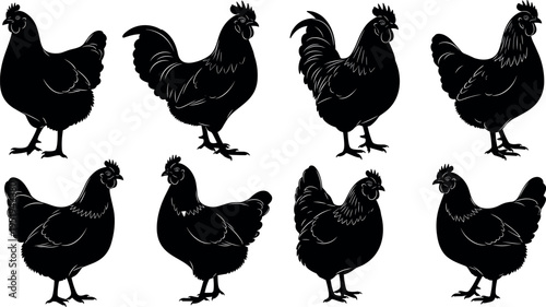 Silhouettes of chickens in varied poses with different comb styles, tail feathers, and body postures for farm animal vector illustration